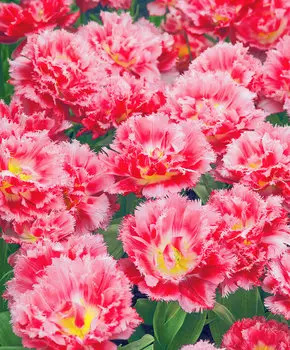 Тюльпан Криспион Свит