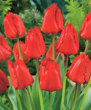 Тюльпан Кристал бьюти