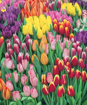 Тюльпан Мериада набор