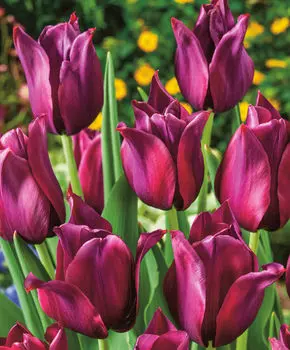 Тюльпан Мерло