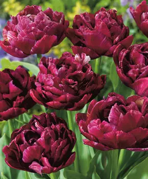 Тюльпан Нахтвахт