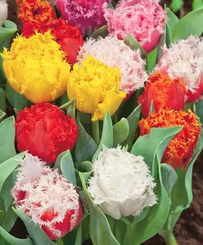 Тюльпан Отрада набор