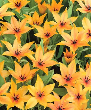 Тюльпан Прэстона Шоуган