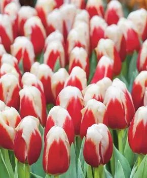 Тюльпан Роман эмпайр