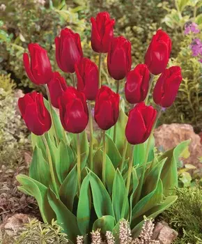 Тюльпан Рубиновый принц