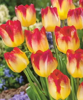 Тюльпан Санкетчер