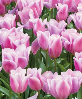 Тюльпан Синаеда амор