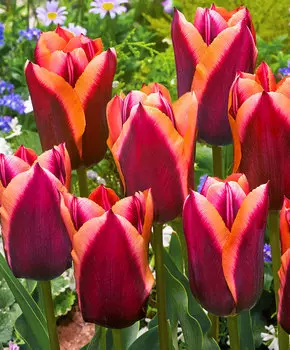 Тюльпан Слава