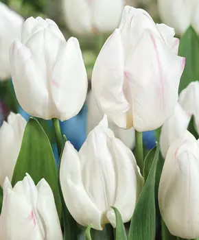 Тюльпан Вайт принц