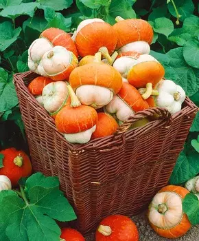 Тыква декоративная Красный Тюрбан