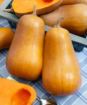 Тыква Капелька F1