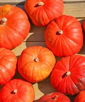 Тыква Конфетка F1