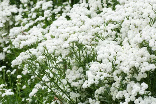 Тысячелистник Птармика Жемчуг