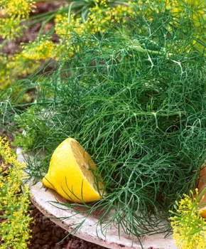 Укроп Абориген F1