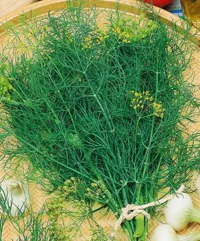 Укроп Амур F1