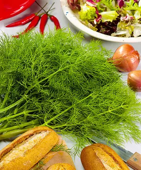 Укроп Аскольд F1