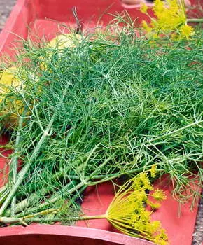 Укроп Дилл F1