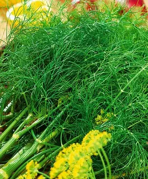 Укроп Гладиатор F1