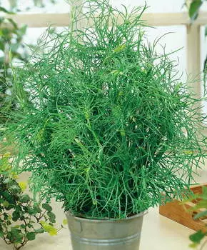 Укроп Казачок F1