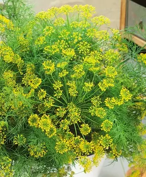 Укроп Маринадный экстра F1