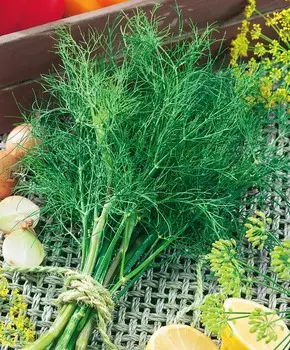 Укроп Мораван