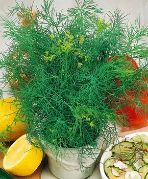 Укроп Русский изумруд F1