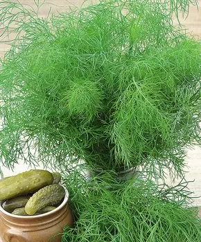 Укроп Супераромат F1