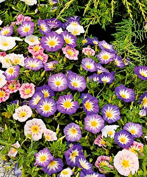 Вьюнок Сияние утра набор