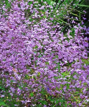 Василистник Великолепный