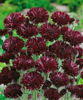 Василёк Чёрный мяч