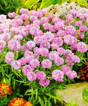 Василёк Том Паус Розовый