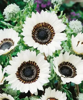 Венидиум Пышный белый