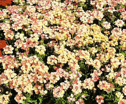 Вербена Абрикосовая