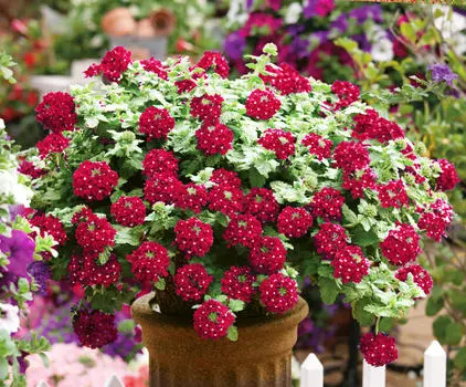 Вербена Наваждение бордовое