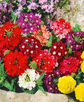 Вербена Разноцветное сияние