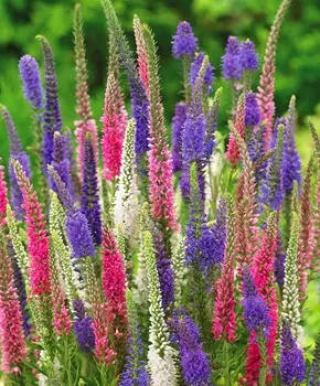 Вероника колосистая Интурист набор