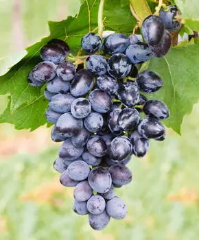 Виноград Аюта