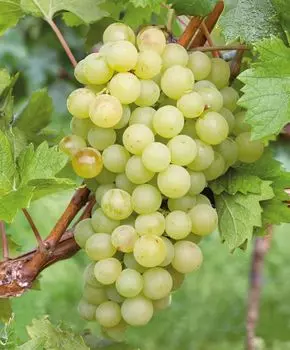 Виноград Кеша I