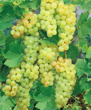 Виноград Кишмиш Венгерский