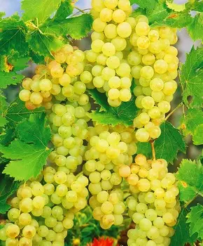 Виноград Мускат белый сверхранний