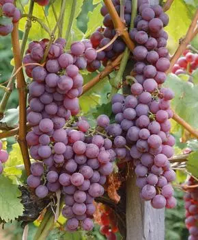 Виноград Мускат Новошахтинский