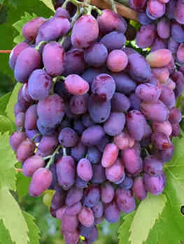 Виноград Ягуар