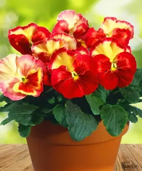 Виола Акварель Джелато лососёво-красный