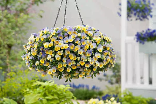 Виола ампельная Кул Вэйф Черничный вихрь