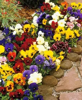 Виола Ералаш набор