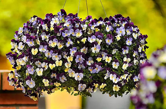 Виола Фиолетовое крыло