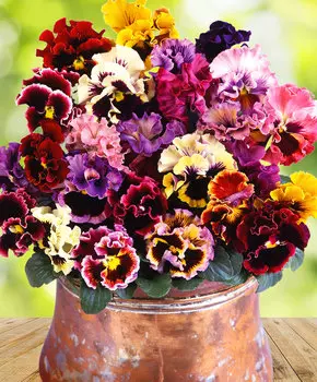 Виола Фламенко Цветной ковёр