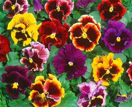 Виола Фризл Сизл Цветной набор