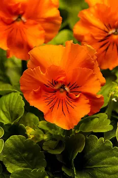 Виола Фризл Сизл Оранжевая