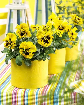 Виола Фризл Сизл Жёлтая с усиками